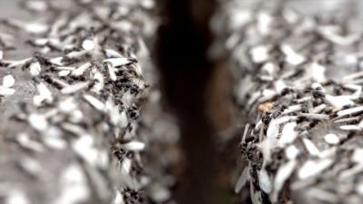 Generic close up image of hundreds of flying ants.