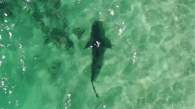 The expat spotted a great white swimming close to a packed beach and called to have it evacuated.