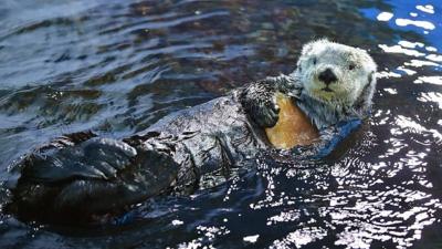 sea otter