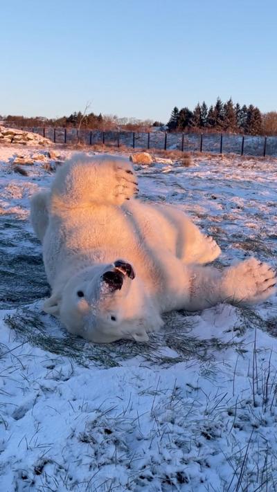 A polar bear rolling around in the snow