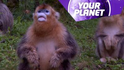 A golden snub-nosed monkey and the Your Planet logo