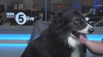 The first police dog on the scene of the Manchester Arena attack, Mojo, is retiring.