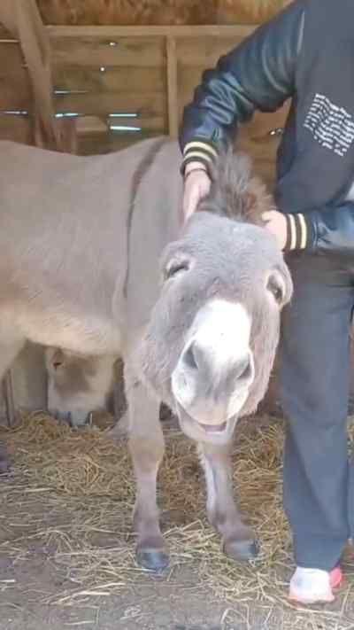 A grey coloured donkey's ears are being rubbed by a woman. He's stood in a stable looking very relaxed, eyes closed.