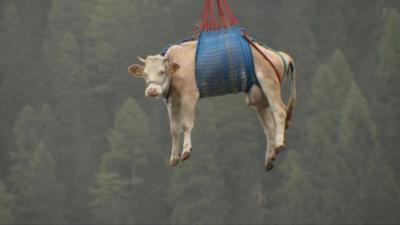 A cow hangs from a harness in the sky
