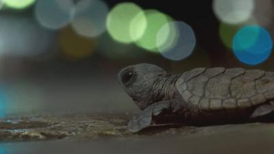 The Barbados Sea Turtle Project works to help protect sea turtles. Check out the video to see how they helped some confused sea turtles you may have seen on Planet Earth II.