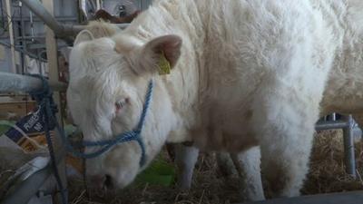 A cow at the Balmoral Show