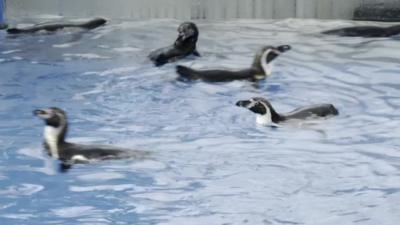 Penguins swimming in zoo