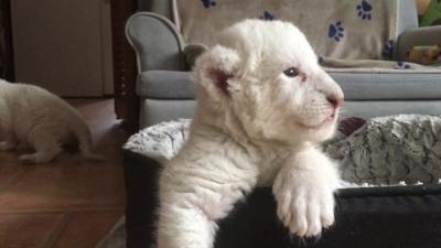 White lion cubs