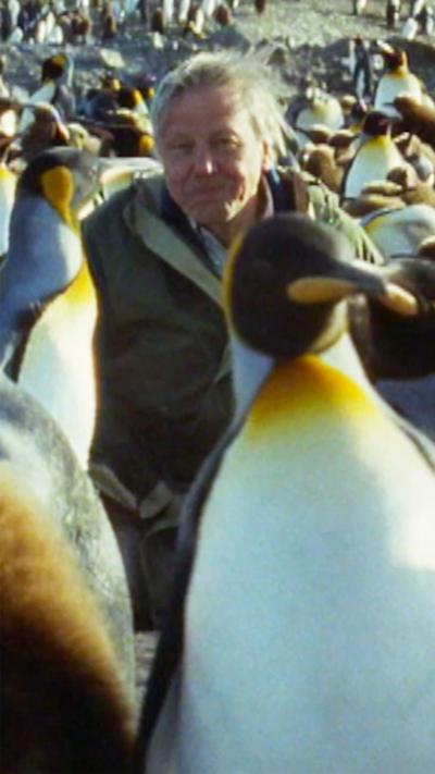 Attenborough sitting, speaking into the camera, among a dense crowd of penguins and their fluffy grey chicks