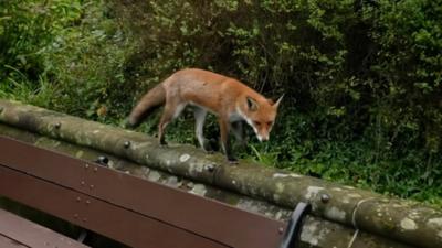 Fox spotted taking a stroll around Wolverhampton