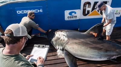 Tagging a shark for monitoring