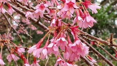 Pink blossom in full bloom