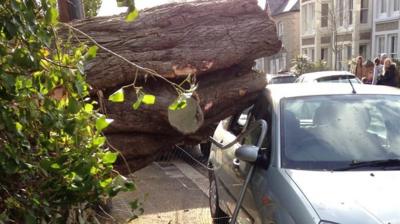 A tree falls onto a car in Truro