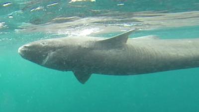 Greenland shark (courtesy of Julius Nielsen)