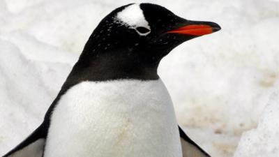 Gentoo penguin