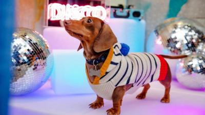 Dachshund disco