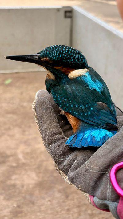 A kingfisher perched on a hand with a glove on