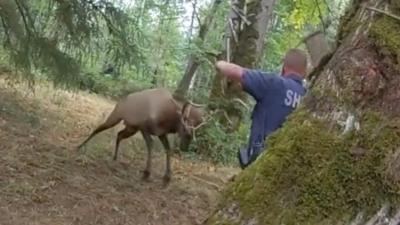 Elk attacking police officer