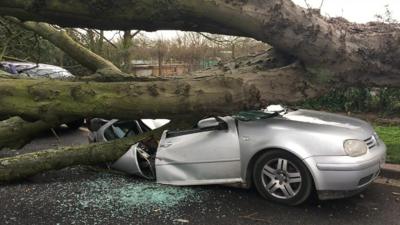 Car crushed under a tree