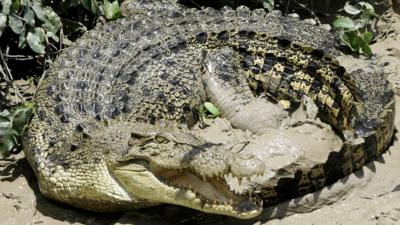 A saltwater crocodille