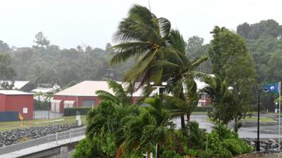 Palm trees wave in strong winds