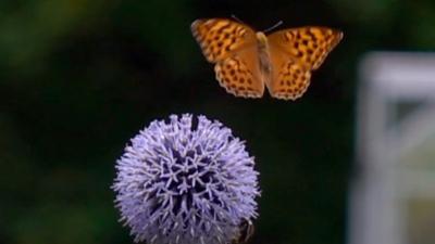 Butterfly taking off