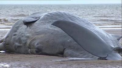 Sperm Whale