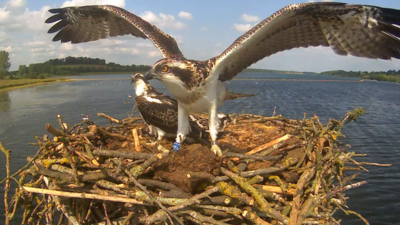 The 100th and 101st chicks to fledge at Rutland Water