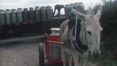 Fanny the donkey might well be the smartest donkey in the world.