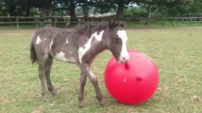 Microdave the tiny horse