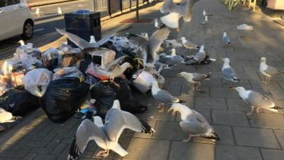 Seagulls in Aberystwyth