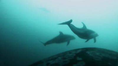 Footage from a camera stuck to a killer whale shows a dolphin ahead