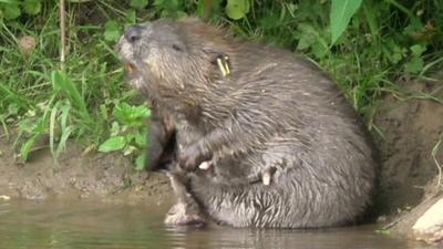 Beaver having a scratch