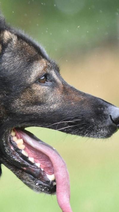 A side profile of a German Shepherd dog