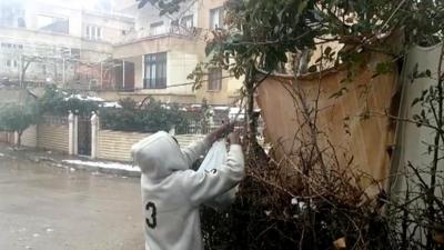 Still from unverified footage of leaves being gathered for food