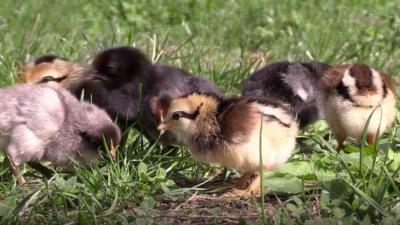 baby chicks