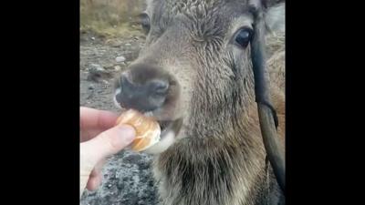 Stag eats a tangerine