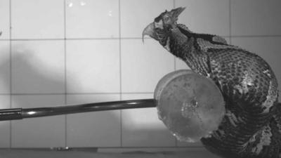 A snake bites a gel on a pole
