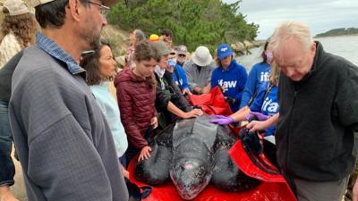 Leatherback turtle