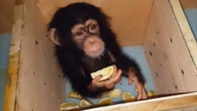 Footage of specially-adapted crates shows how traffickers transport endangered species abroad