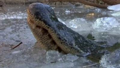 Alligator in ice