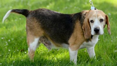 Bob the overweight Beagle