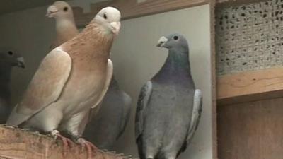 The High Court in Belfast was told up to 15 hounds broke into privately-owned pigeon lofts and aviaries and attacked highly sought after homing pigeons