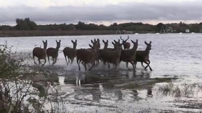 Chasewater deer