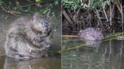 Beavers. Pic: Chris Townend/Wise Birding Holidays