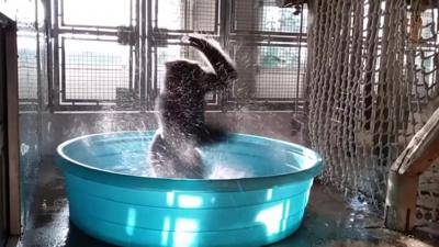 Zola the gorilla has been showing off his dance moves in his new paddling pool at Dallas Zoo.