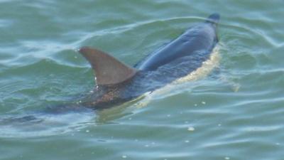 Common dolphin