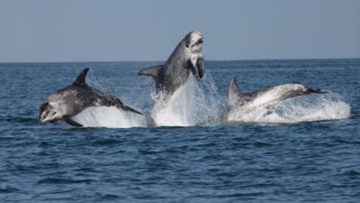 Risso's dolphins