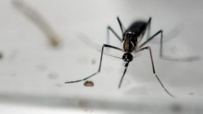 Aedes Aegypti mosquito