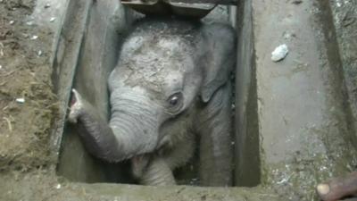 An elephant calf trapped in a drain in Sri Lanka